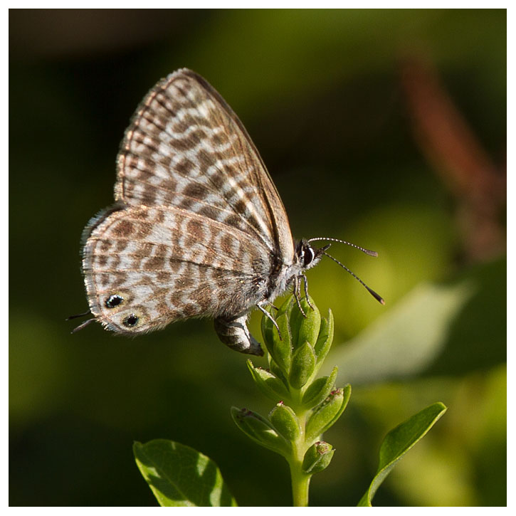 Leptotes pirithous