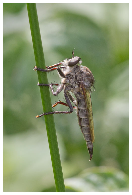Machimus sp.
