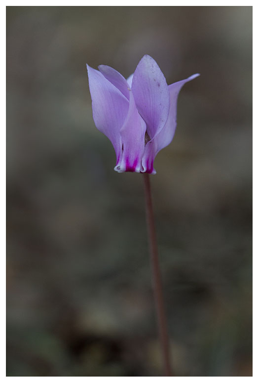 Cyclamen hederifolium
