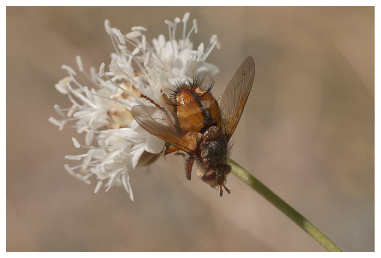 Tachina fera