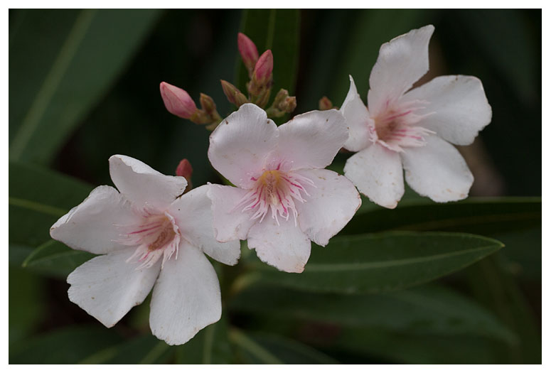 Nerium oleander
