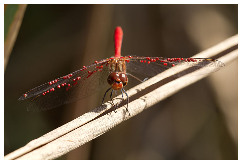 Sympetrum meridionale