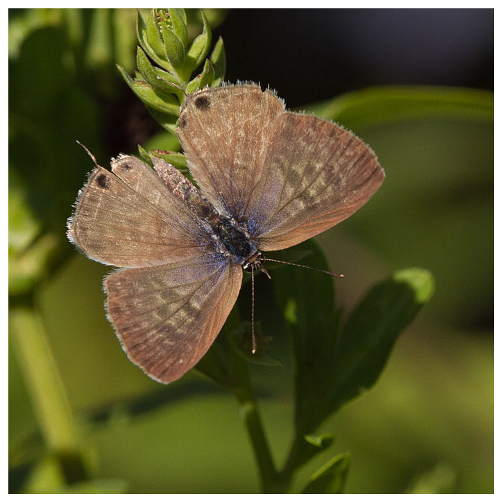 Leptotes pirithous