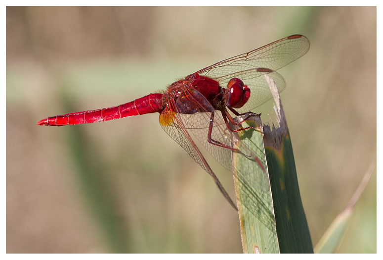 Crocothemis erythraea