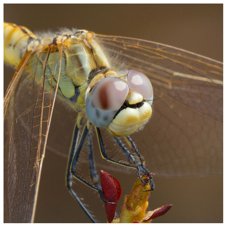 Sympetrum fonscolombii (f) 