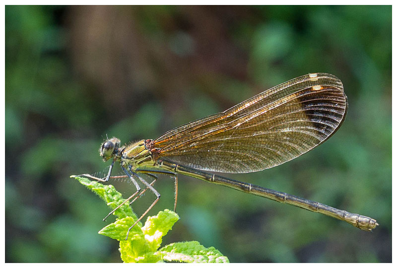 Calopteryx haemorrhoidalis (f) 