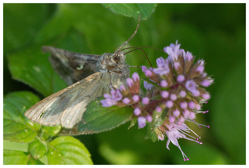 Autographa gamma 