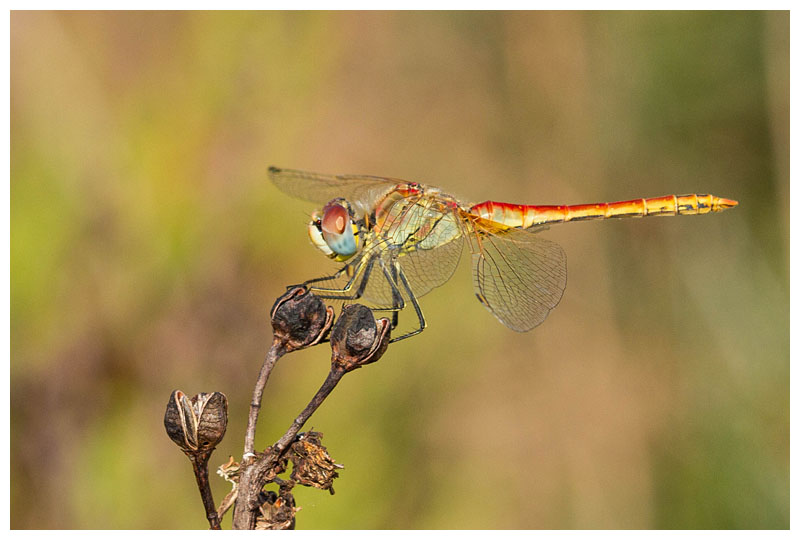 Sympetrum fonscolombii (m) 