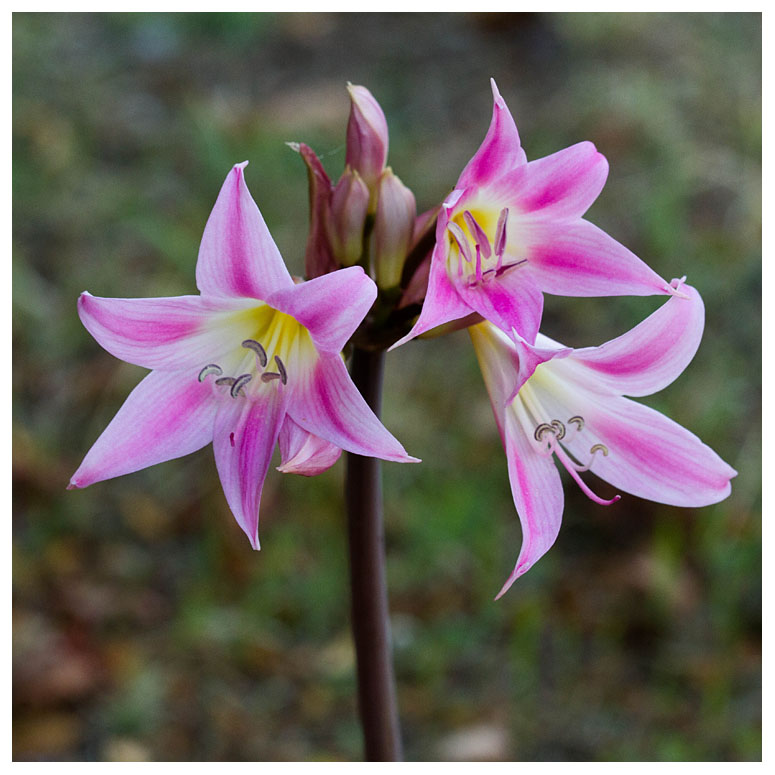 Amaryllis belladonna 