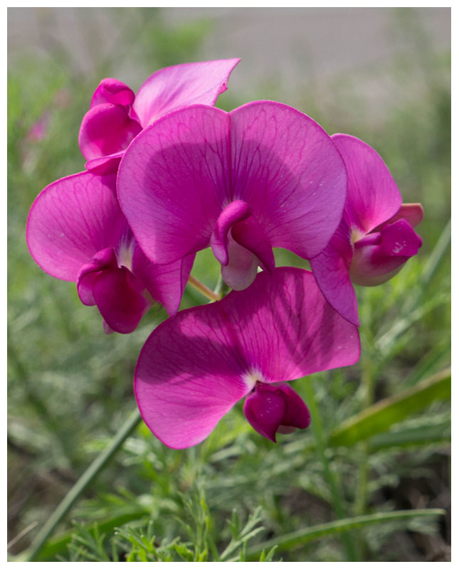 Lathyrus latifolius 