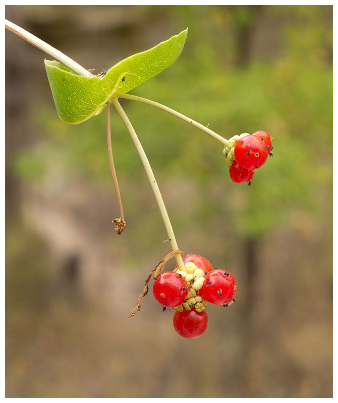 Lonicera etrusca