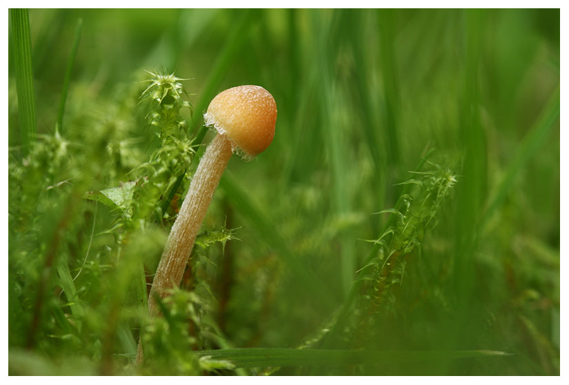 Galerina pumila