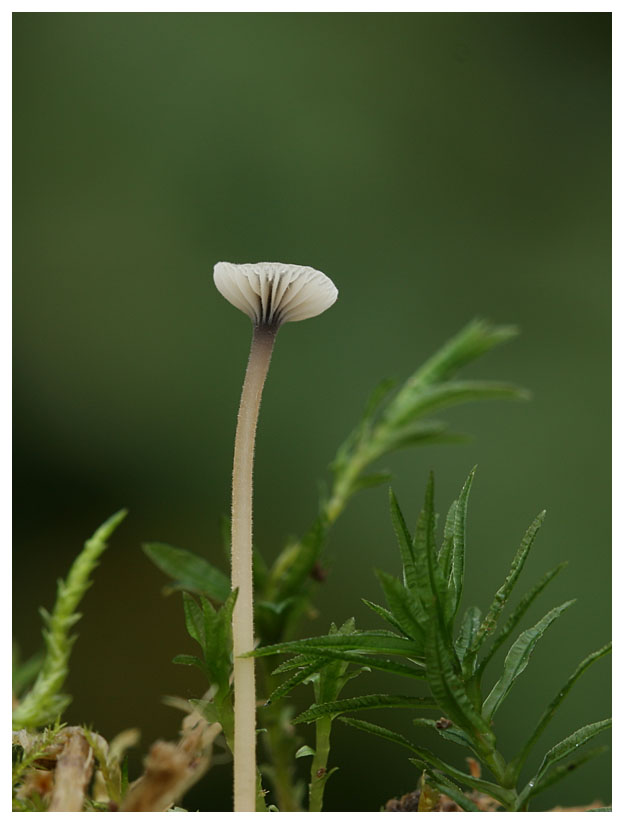 Rickenella swartzii