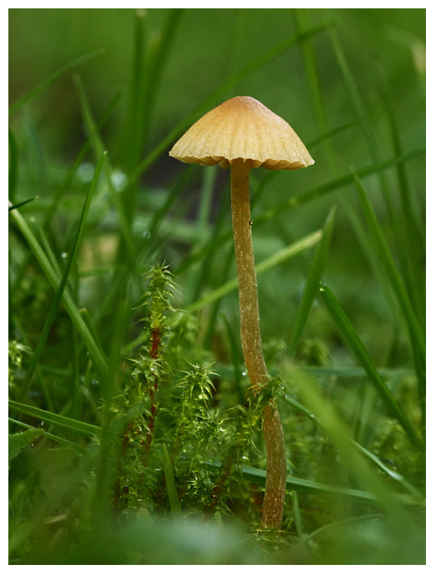 Galerina sp.