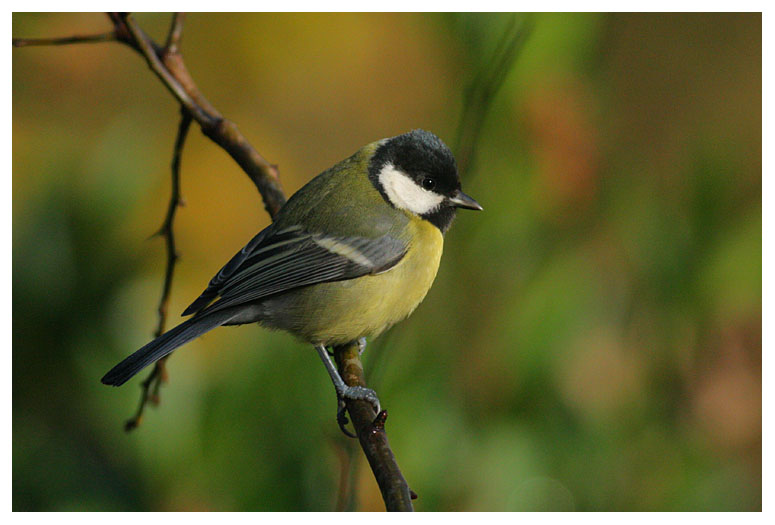 Great Tit