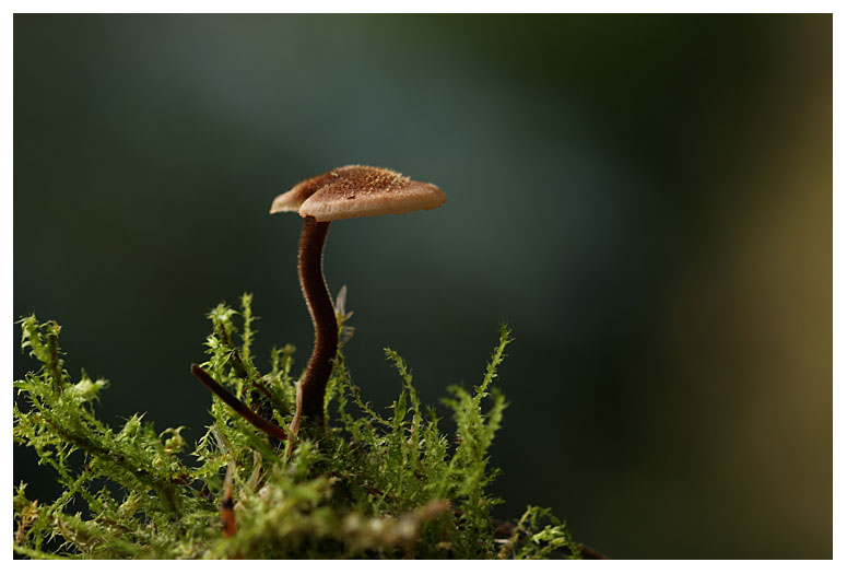 Auriscalpium vulgare