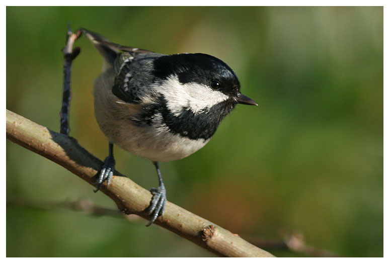 Coal Tit