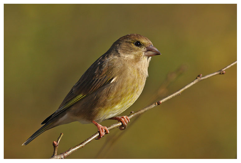 Greenfinch