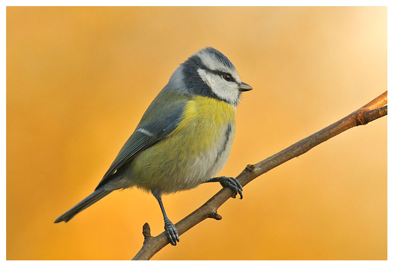 Blue Tit