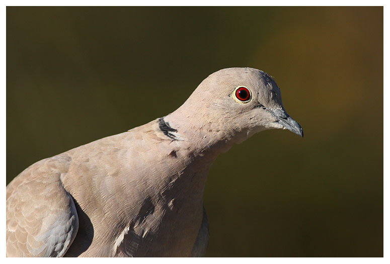 Collared Dove