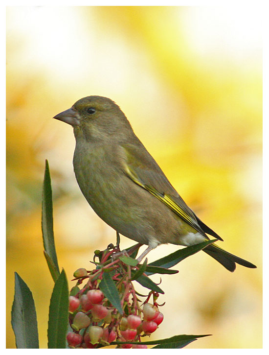 Greenfinch