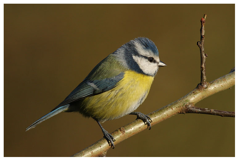 Blue Tit