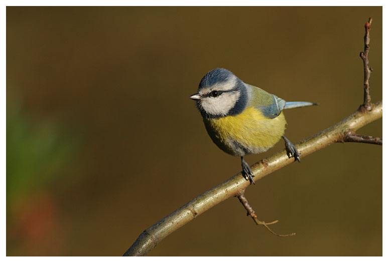 Blue Tit