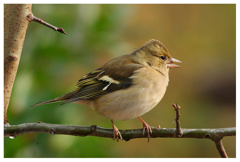 Chaffinch (female)