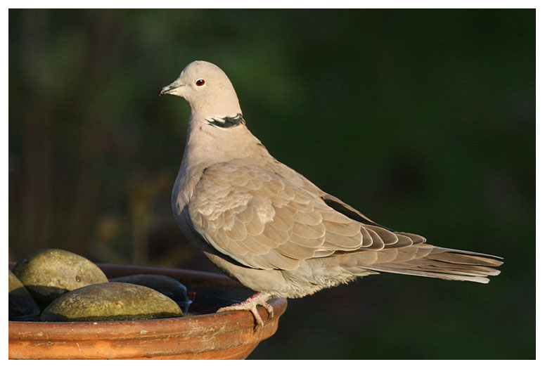 Collared Dove