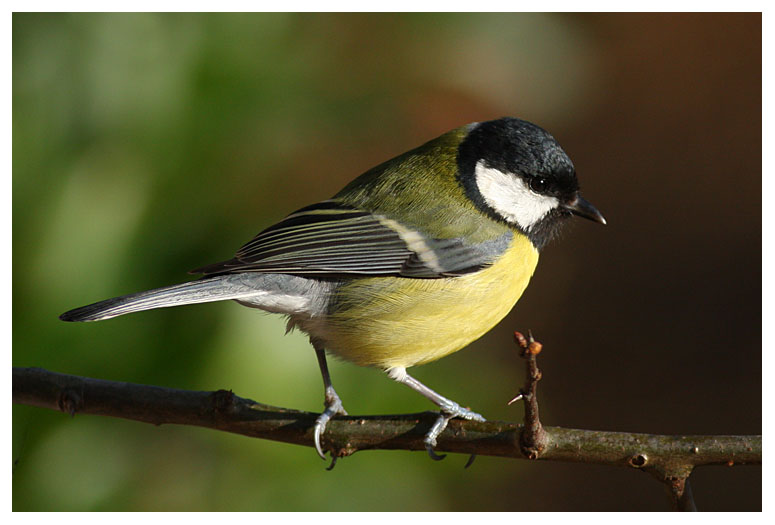 Great Tit