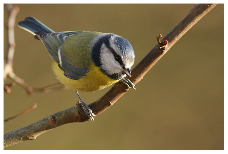 Blue Tit