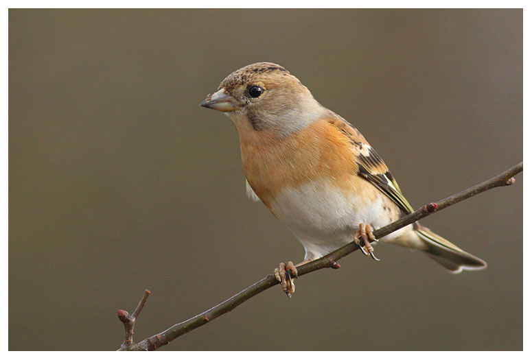Brambling