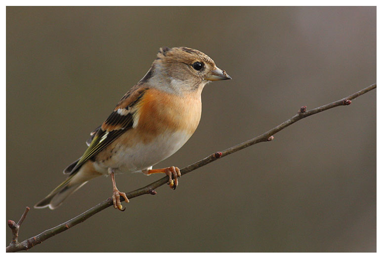 Brambling (female)