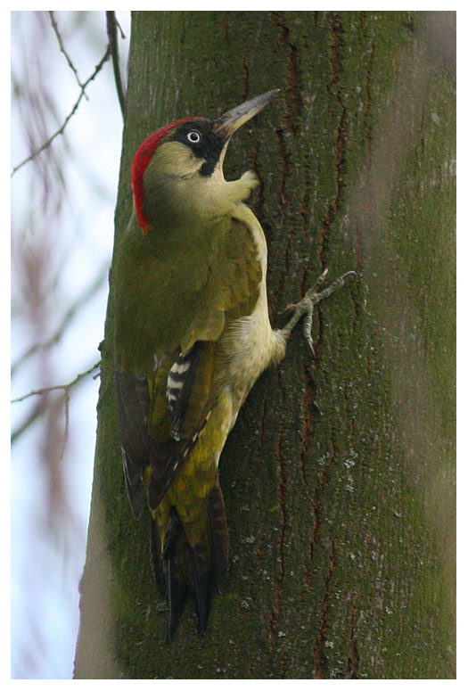 Green Woodpecker