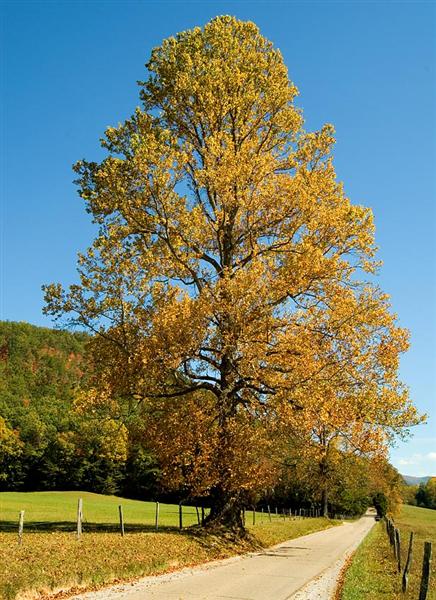 Cades Cove Road