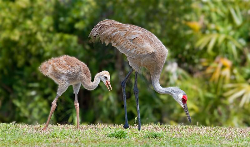 Sandhill Cranes, Florida