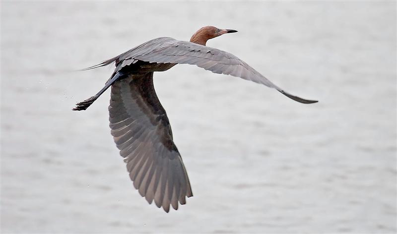 Reddish Egret, Florida