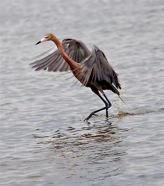 Reddish Egret, Florida