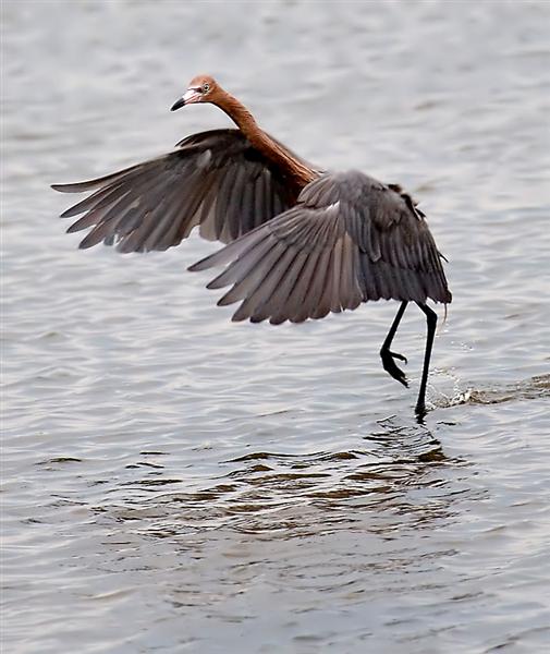 Reddish Egret, Florida