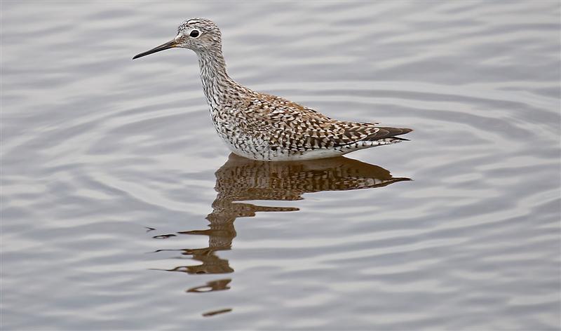 Lesser Yellowleg, Florida