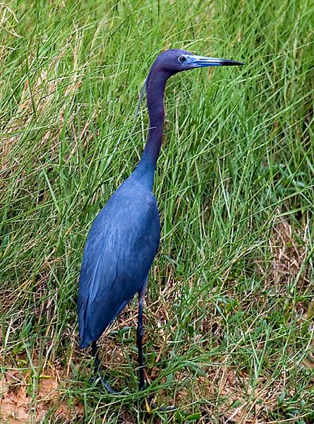 Little Blue Heron, Florida