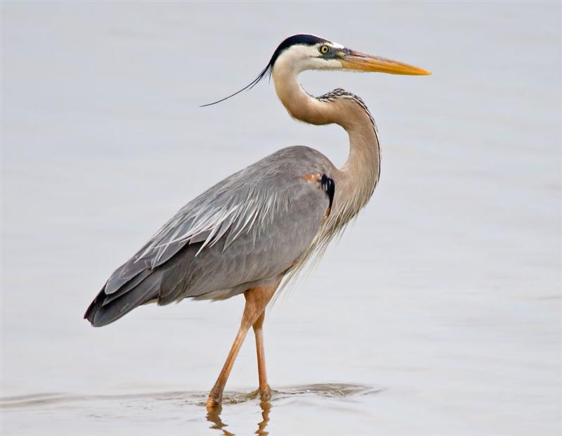 Great Blue Heron, FL