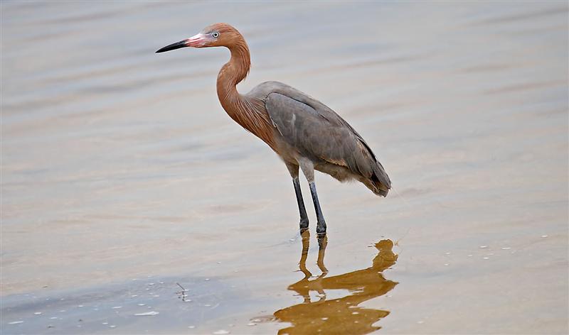 Reddish Egret, Florida