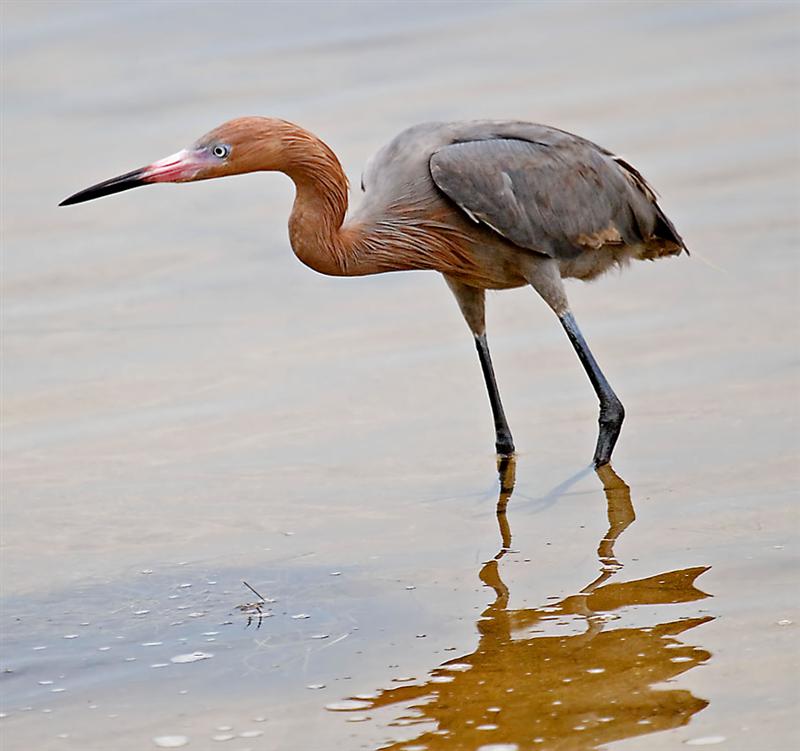 Reddish Egret, Florida