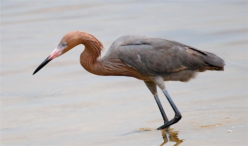 Reddish Egret, Florida