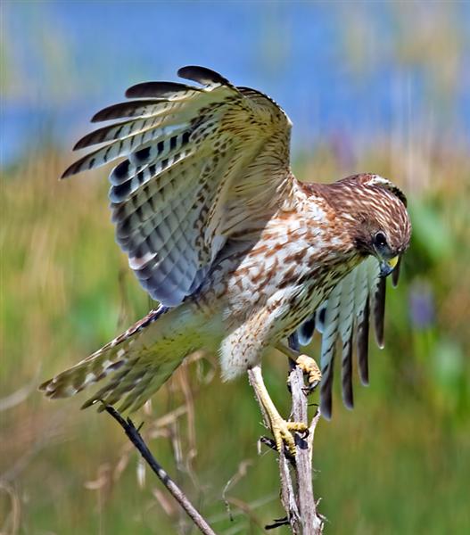 Red Shouldered Hawk, Florida