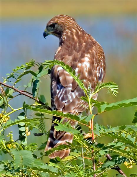 Red Shouldered Hawk, Florida