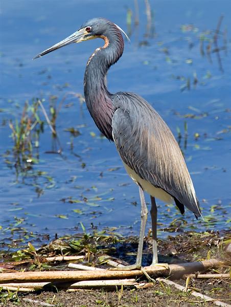 Tri-color Heron, Florida