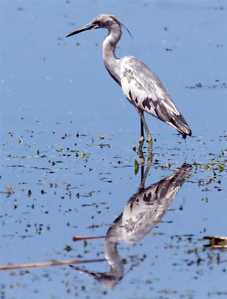   Little Blue Heron (Juvenile), Florida
