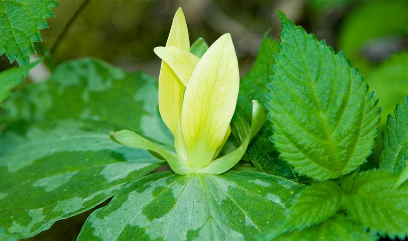 Yellow Trillium